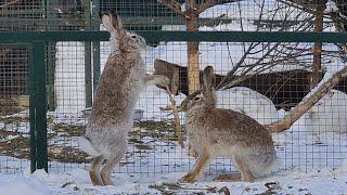 Бокс, драки, мордобой и прочие любовные игры у зайцев / Boxing, fighting and love games among hares