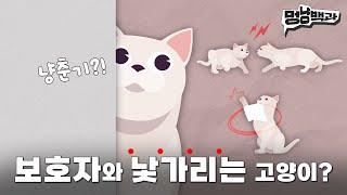 금쪽같은 고양이 사회화 교육시키는 5가지 방법  | 멍냥백과 EP.15