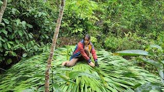 single girl goes to get palm leaves to roof bamboo house