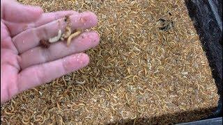 MEALWORM FARMING FOR BEGINNERS – How to Maintain a Healthy Mealworm Farm