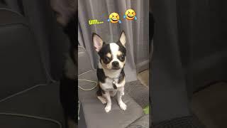 The funniest chihuahua voice you'll hear all day! #shorts #chihuahua