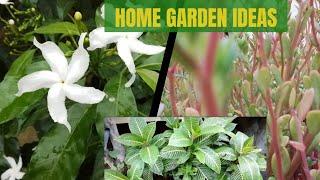 beautiful plants for home garden, plants to grow at home, plant ideas for home garden