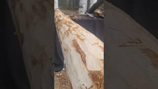 Peeling Logs Is Way More Fun Than You Think!