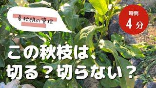 【10月上旬】秋に伸びる枝はどうしたら良いのか？