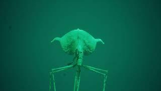 There’s always a big fish! Magnapinna squid found footage