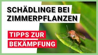 Schädlinge bei Zimmerpflanzen - Wo kommen sie her? Tipps gegen Schädlinge