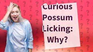 Why do possums lick you?