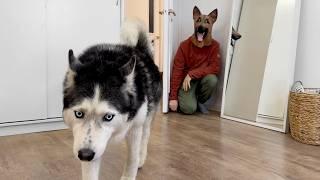 Huskies Didn't Recognise Me in German Shepherd Mask