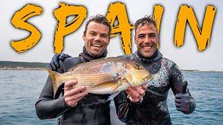 DENTEX DREAM COMES TRUE AFTER 5 YEARS! Spearfishing Spain 