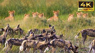 4K African Wildlife: Aberdares National Park - Scenic Amazing Wild Animals Film With Beautiful Music