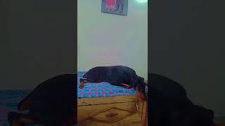 doberman #doglover subscribe plz  ️ ️     ️ ️