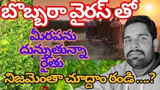 బొబ్బరా వైరసుతో |మిరపను దున్నుతున్నా రైతు |నిజమెంతా  చూద్దాం రండి| Md Hasan agri tech