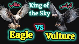 Eagle VS Vulture سلطان آسمان: عقاب یا کرکس