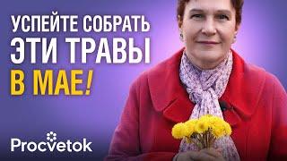СОБЕРИТЕ ЭТИ ДРАГОЦЕННЫЕ ТРАВЫ В МАЕ - они заменят вам целую аптеку!