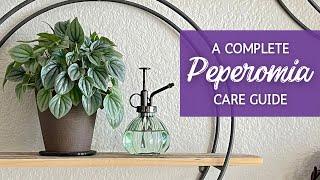 Mastering Peperomia Care: The Ultimate Guide