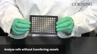 Corning® Spheroid Microplates | Assay and analyze 3D spheroids in the same microplate