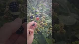 Simple pleasures of harvesting #Blackberries from home garden. #Homegrown #GardeningFun