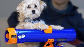 NERF FOR DOG! - Never Throw a Ball Again