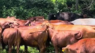 Greg & Jan travel to Tennessee farm, check out South Poll vs other breeds.