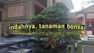 indahnya, tanaman bonsai