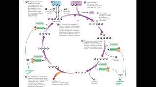 TCA Cycle (Citric Acid)