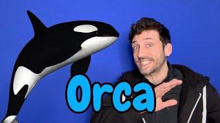 The TRUTH About Orcas