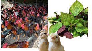 How to treat chicken diseases with herbs.