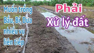 Kỹ thuật trồng bí đao SH64: P1-Xử lý đất phòng bệnh chạy dây, chết héo cây con.