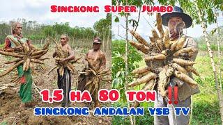 Panen Singkong Garuda & Darmi, Super Jumbo Super Mantab ‼️