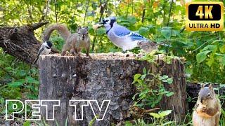 Entertain Your Cat or Dog with Pet TV | Blue Jays, Chickadees, and Squirrels Stocking up for Winter