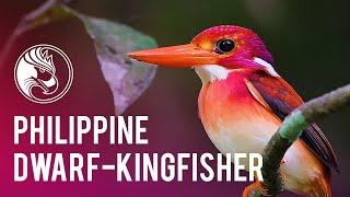 South Philippine Dwarf-kingfisher | Philippine Birds