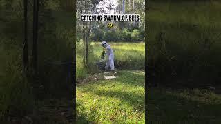 Catching Swarm Of bees #fyp #beekeeping