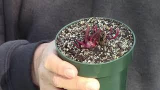 Caring for a Sarracenia Purchased in Winter