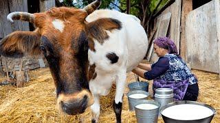 Cooking Healthy and Delicious Dishes from Fresh Milk! Life in the Village