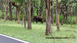 Karnataka Tourism - Elephant on Mudumalai Bandipur Forest Road www.keralapix.com