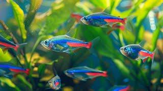 how to keep tetra fish for beginners