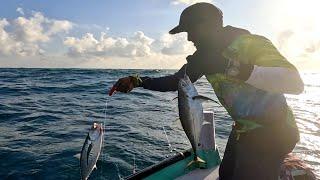 Catching Plenty of Horse Mackerel in the Sea