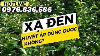 XẠ ĐEN GIÚP ỔN ĐỊNH HUYẾT ÁP - CÁCH DÙNG NHƯ THẾ NÀO? 0976 836 586