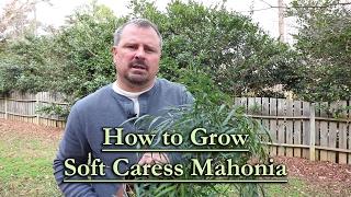 How to grow Soft Caress Mahonia (Evergreen Shade Shrub with Yellow Flowers)