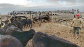 Moving 95 Cows to Corn Stalks