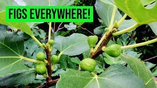 Fig Forest Update: 500 Figs on ONE TREE? More on Plant Hormones, Sunlight Requirements, & Hardiness