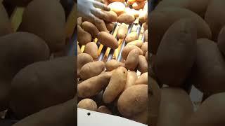 Potato farming work with Japanese agricultural machinery. #shorts #agrimachinery