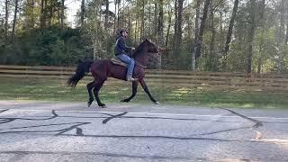 TJ standardbred cross stallion after 2 months of work owned by Treyveon  Pittman