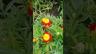 Бархатцы (Tagetes). #flowerworld #цветы #flowers