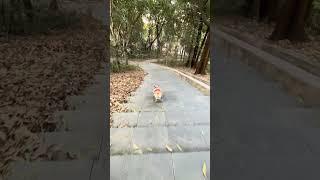 Today I unlocked a new skill →→ drifting and slowing down the turn. #dog skateboard #corgipig