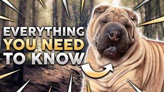 CHINESE SHAR PEI 101! Everything You Need To Know About Owning a Chinese Shar Pei Puppy