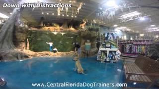 Dog Training in Central Florida. 8mo Cur/Pit mix, "Mako" Obedience Transformation.