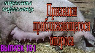 Признаки скорого опороса/Как не прозевать опорос свиноматки/На что обращать внимание перед опоросом/