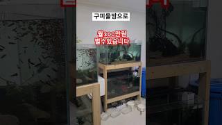 구피분양만으로 월300만원 가능하다봅니다