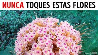 Si ves estas flores en el océano, sal del agua